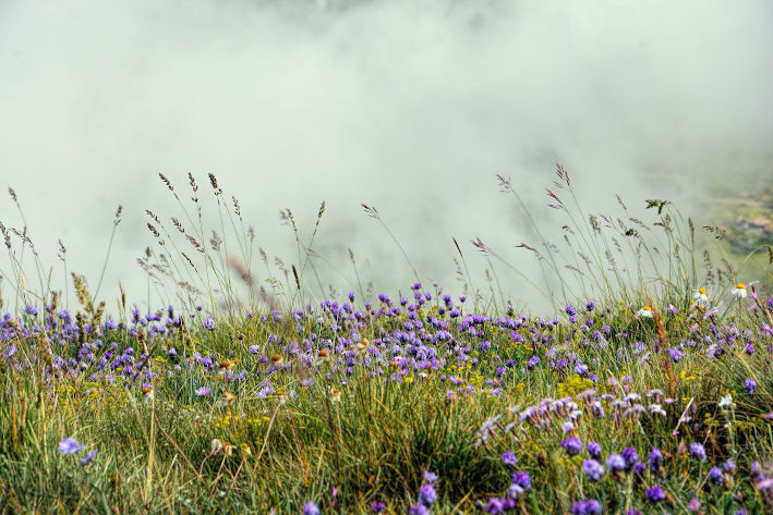 nature-3539665_72