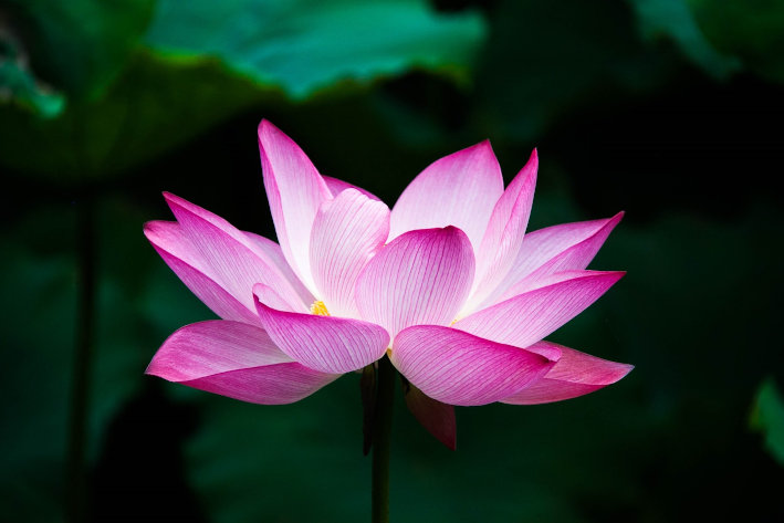 lotus-978659_72