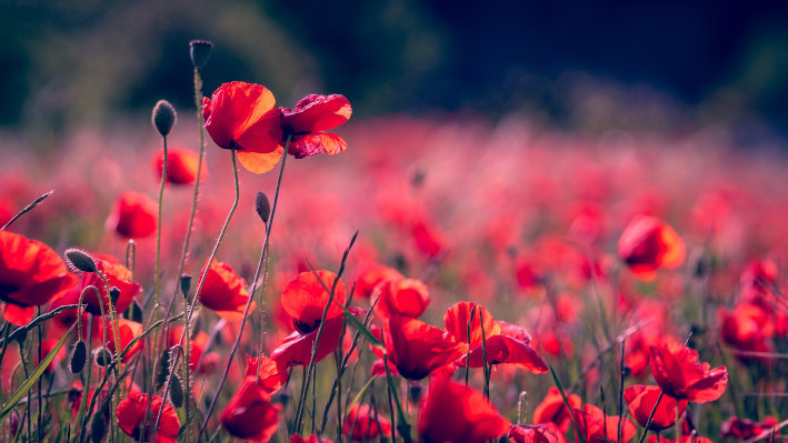 poppies-3374193_72