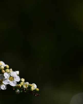 Payement Type - Nov22